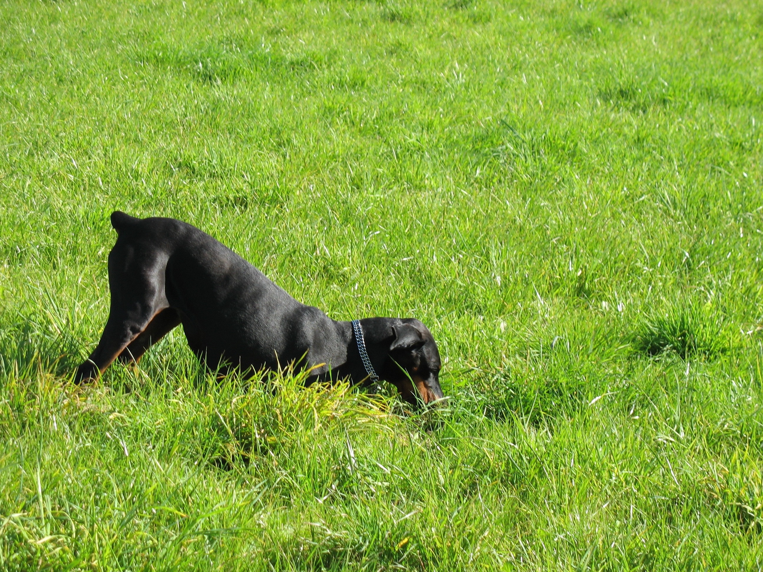 black coated dog