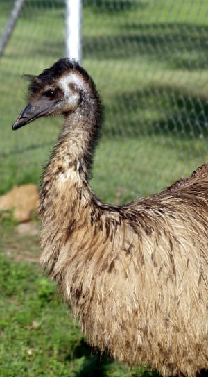 Emu, Wild Bird, Nature, Feathered, one animal, ostrich thumbnail