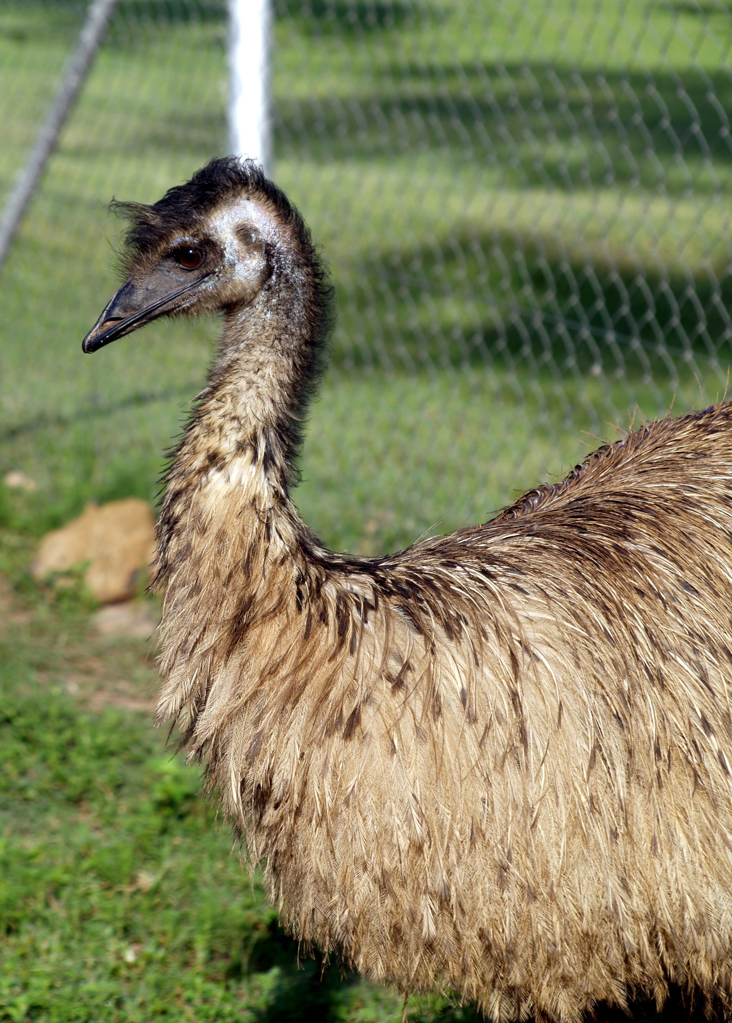 Emu, Wild Bird, Nature, Feathered, one animal, ostrich