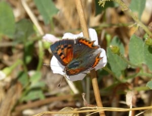 comma butterfly thumbnail
