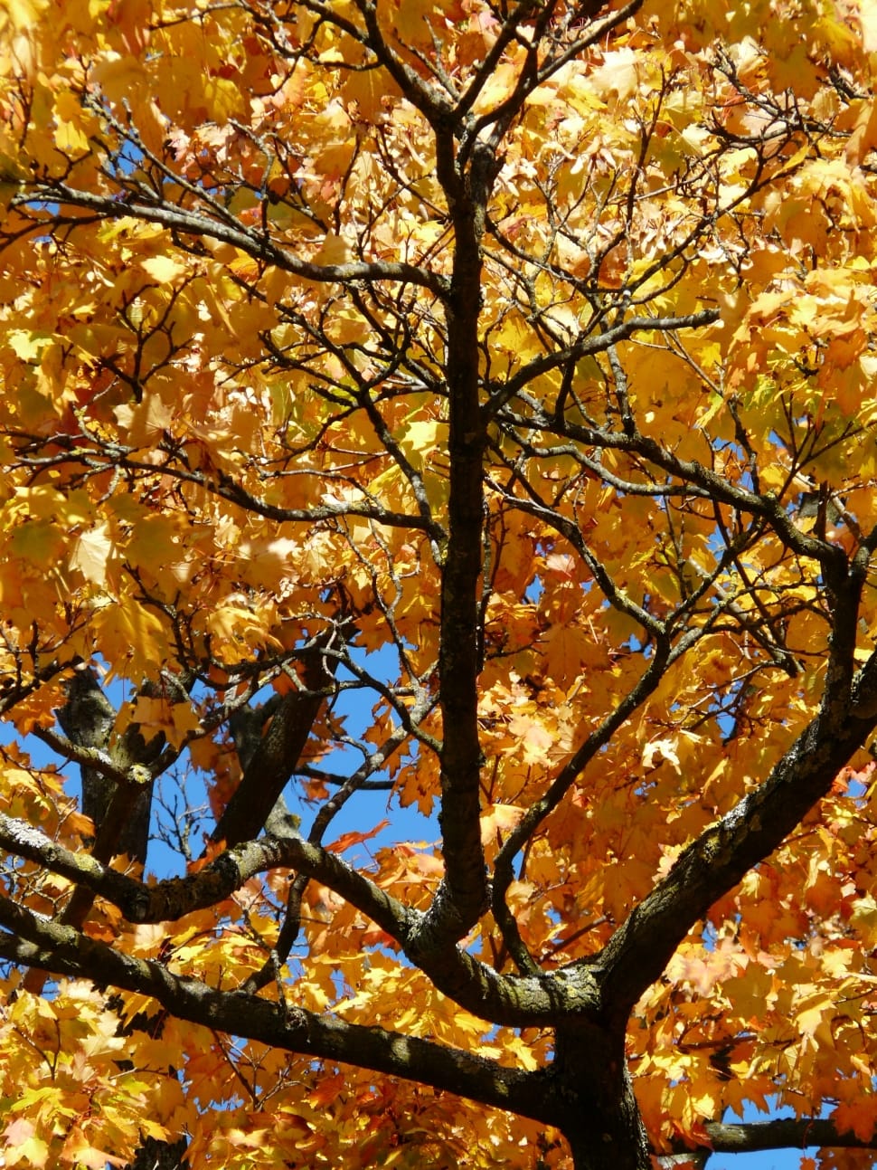maple tree preview