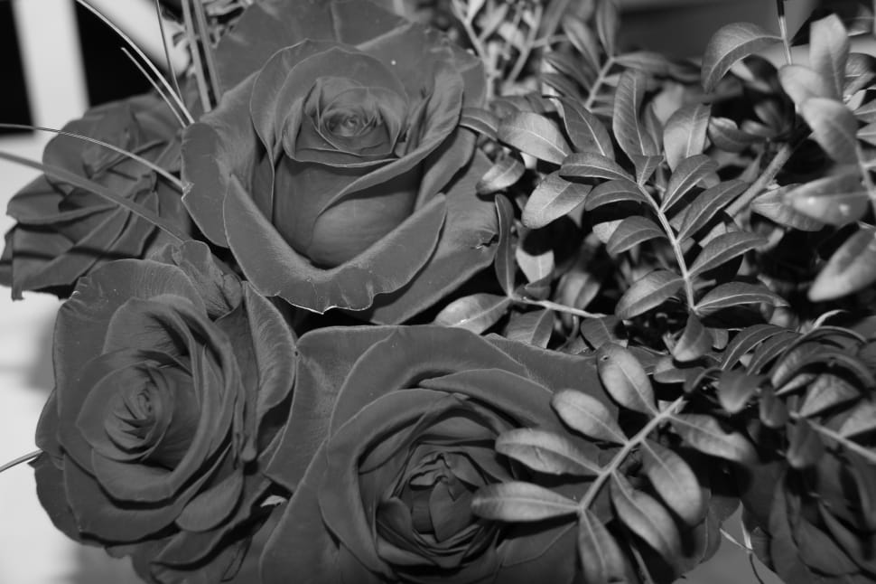 rose and plant grayscale photo preview