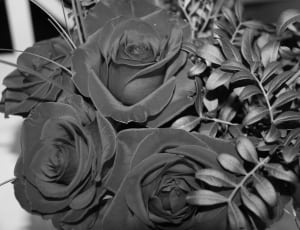 rose and plant grayscale photo thumbnail