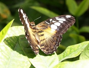 black white and yellow butterfly thumbnail