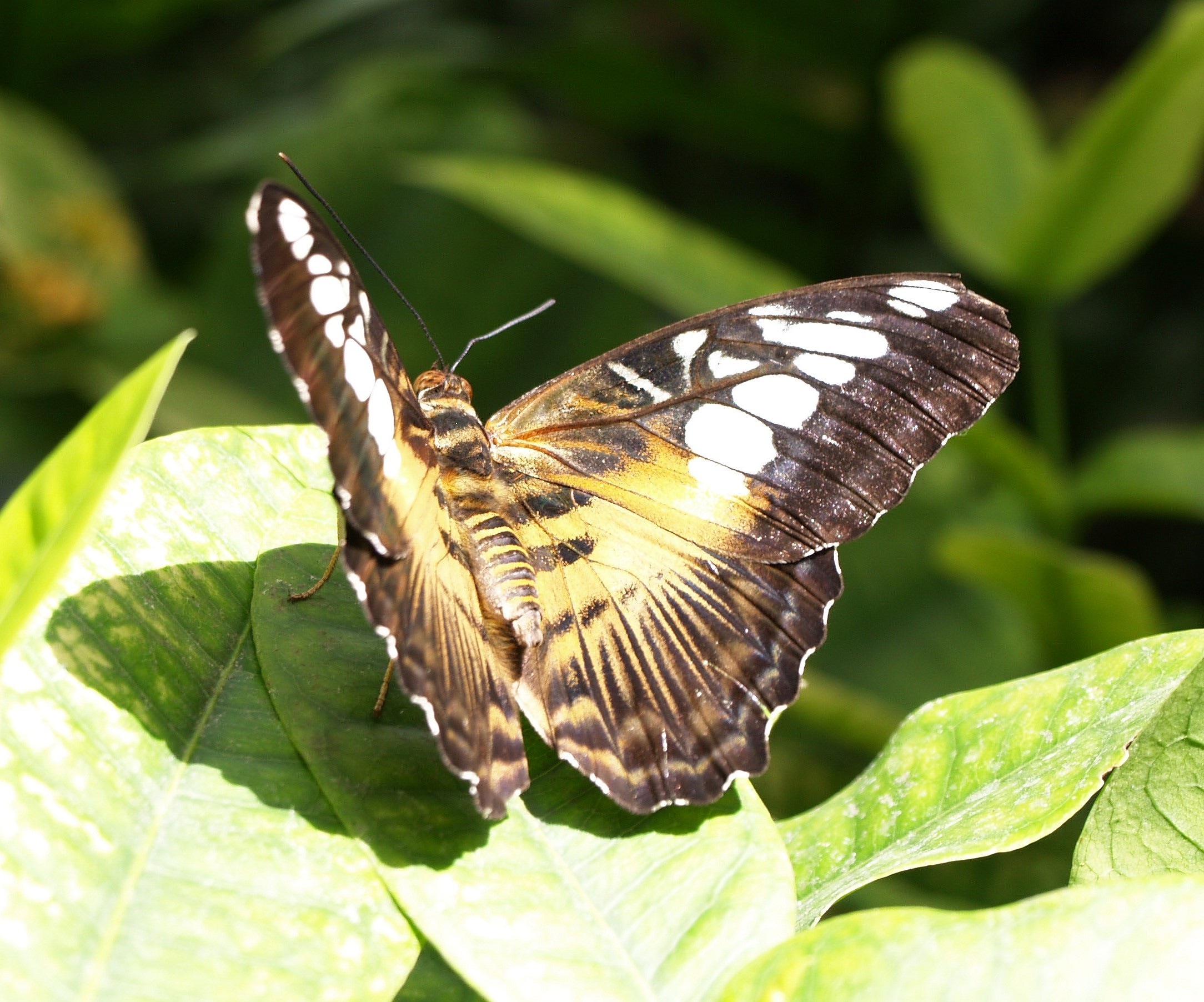 black white and yellow butterfly