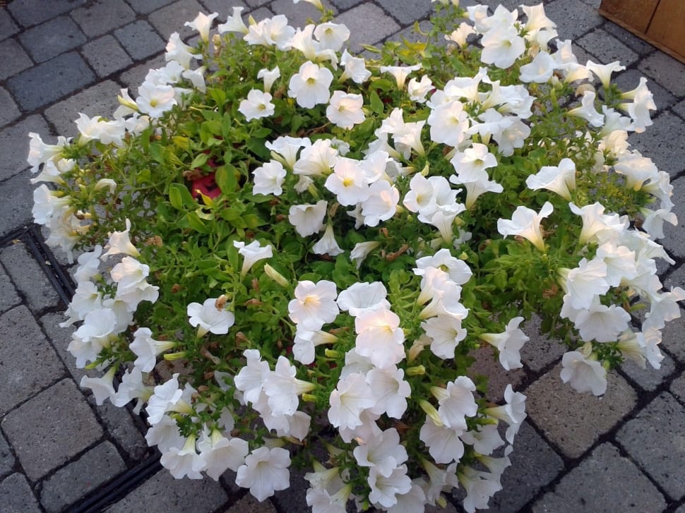 white petaled flower lot preview