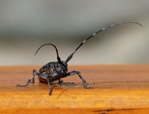 black insect thumbnail
