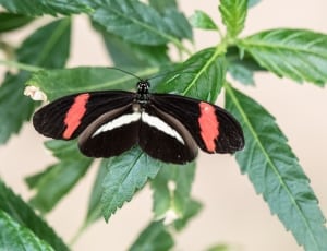 black red and white banded butterfly thumbnail