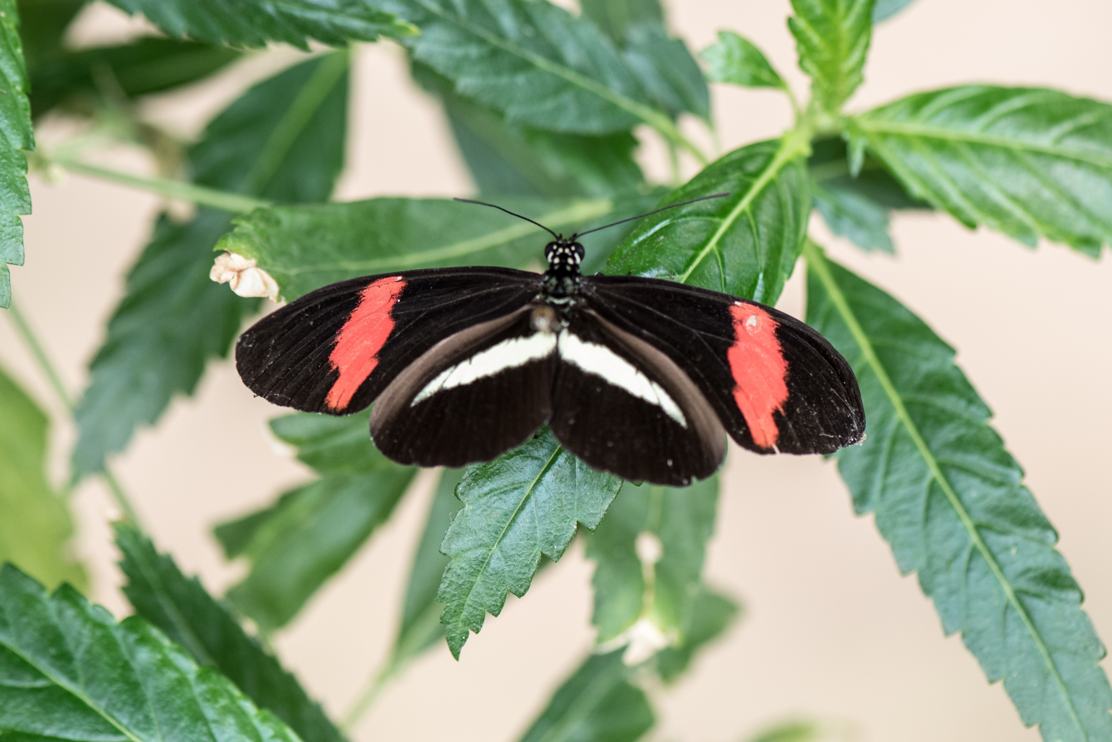 black red and white banded butterfly
