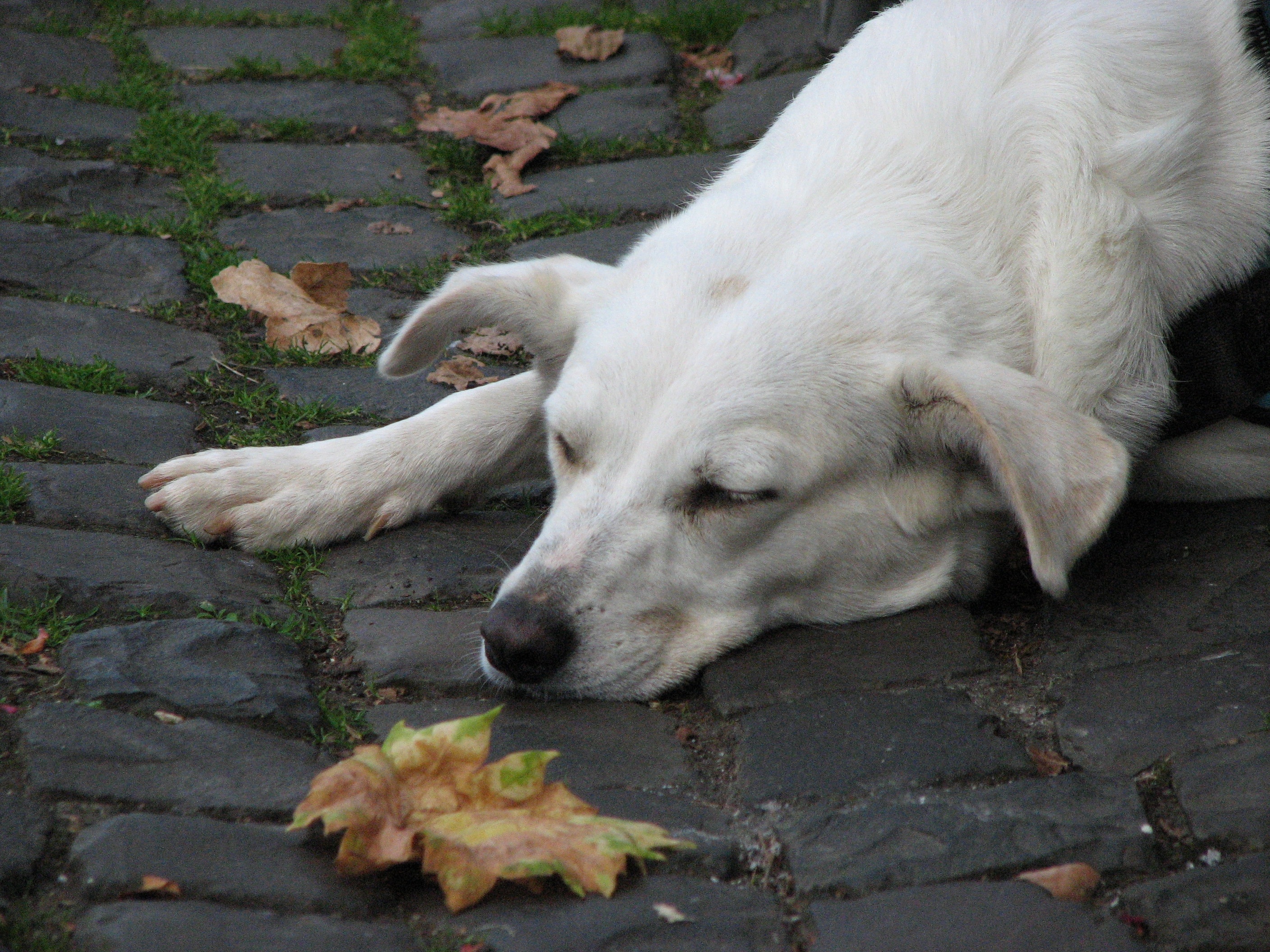 Собака на руках во сне. Сонная белая собака. Усталая собака белая. Расслабление собаки.