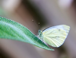 yellow and white butterfly thumbnail