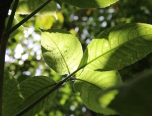green leafed tree thumbnail