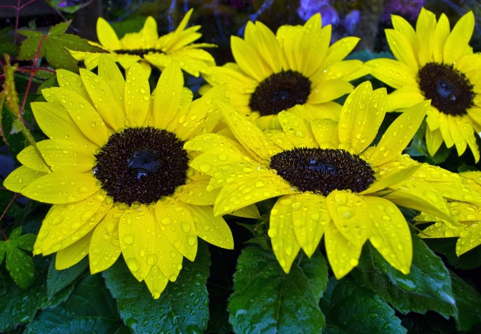 yellow-and-black sunflowers preview