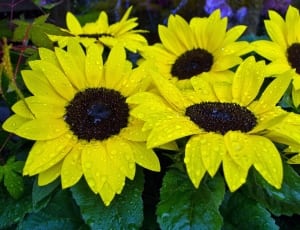 yellow-and-black sunflowers thumbnail