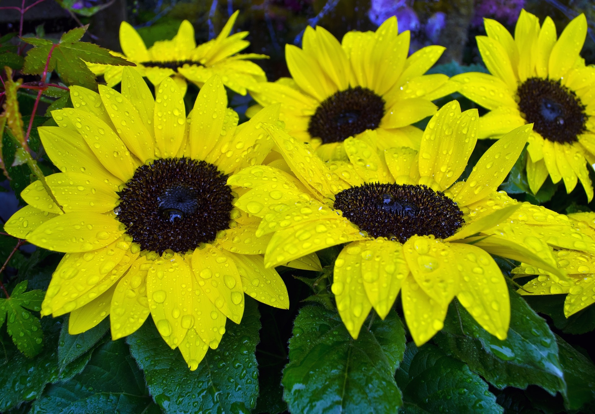 yellow-and-black sunflowers