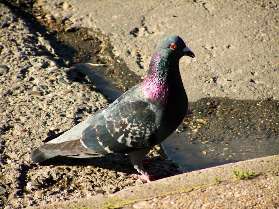 black purple and gray pigeon preview