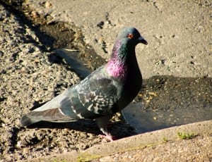 black purple and gray pigeon thumbnail