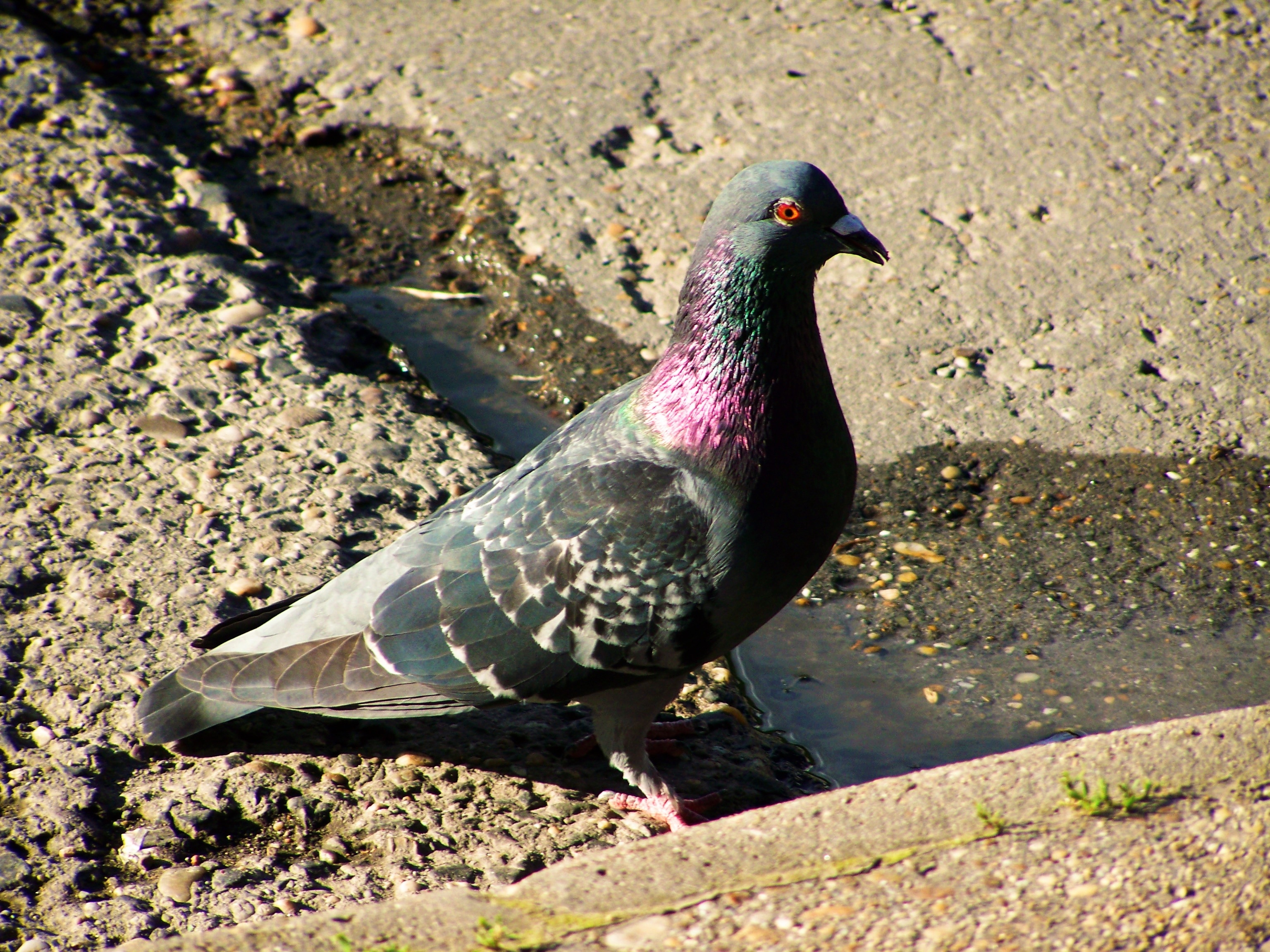black purple and gray pigeon