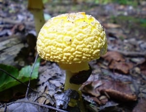 yellow mushroom thumbnail