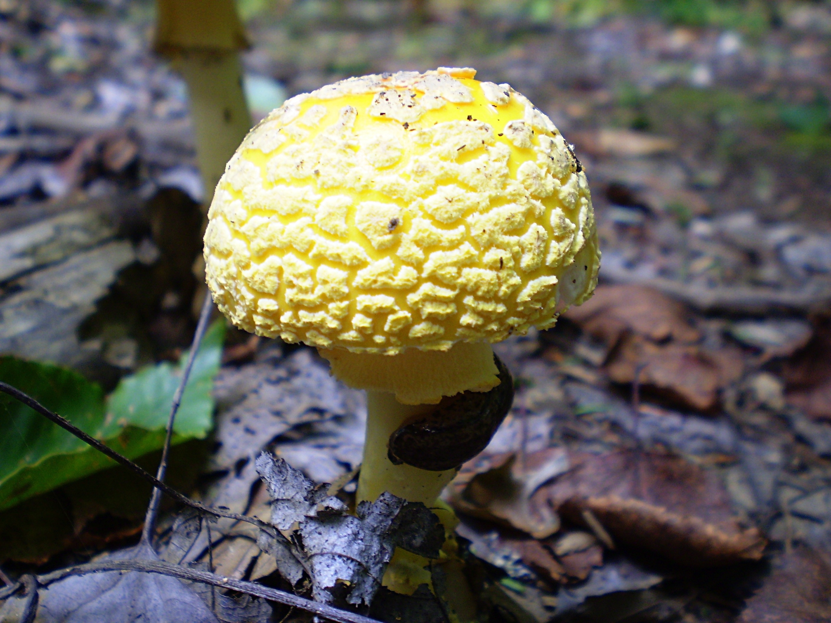 Жёлтая поганка гриб