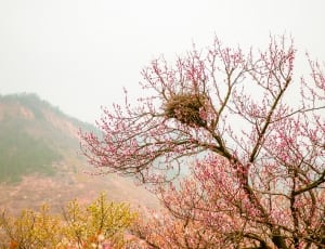 brown bird nest and red flower trees thumbnail