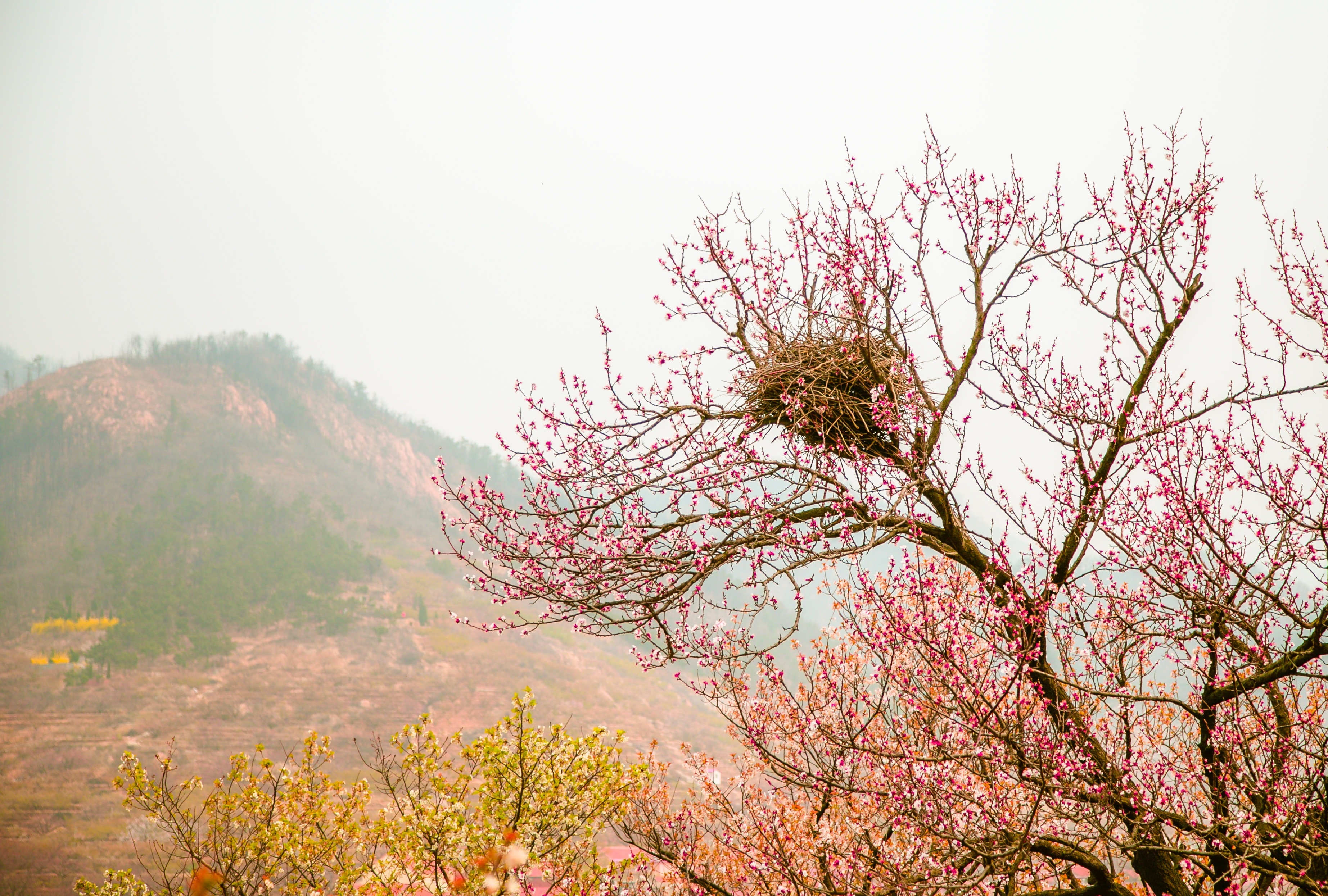 brown bird nest and red flower trees