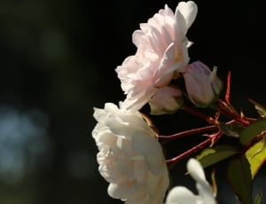 white and pink flower thumbnail
