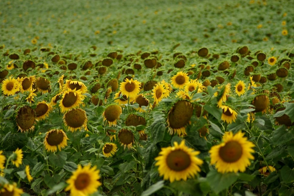sunflower field preview