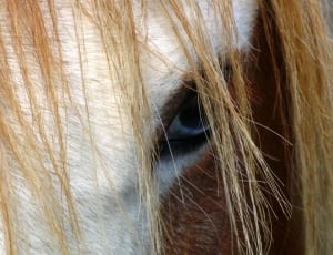 horse eye thumbnail