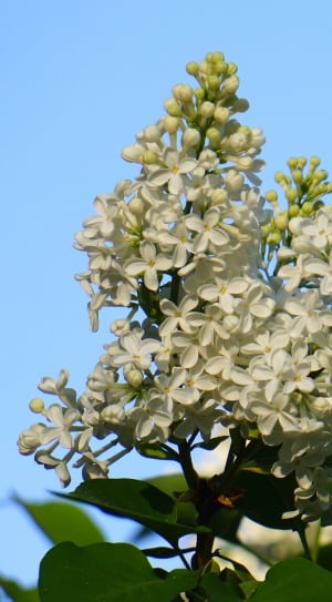bunch of white flower during daytime thumbnail
