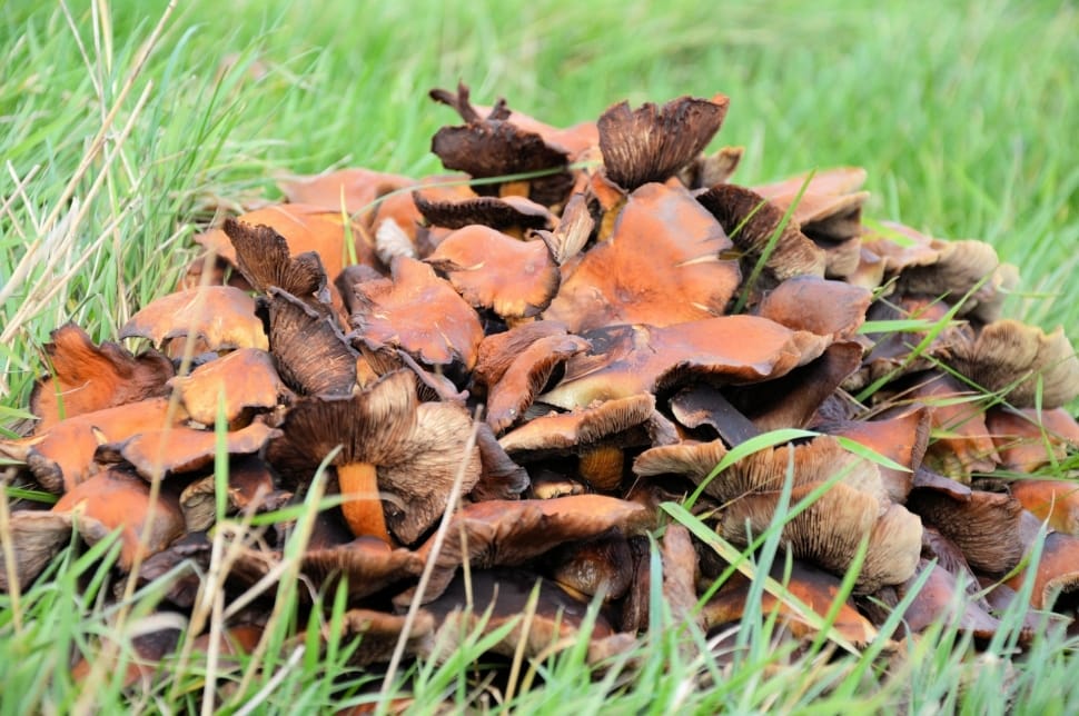 brown and orange mushrooms preview