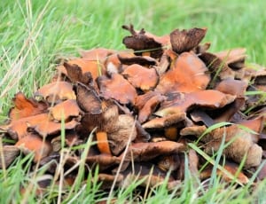 brown and orange mushrooms thumbnail