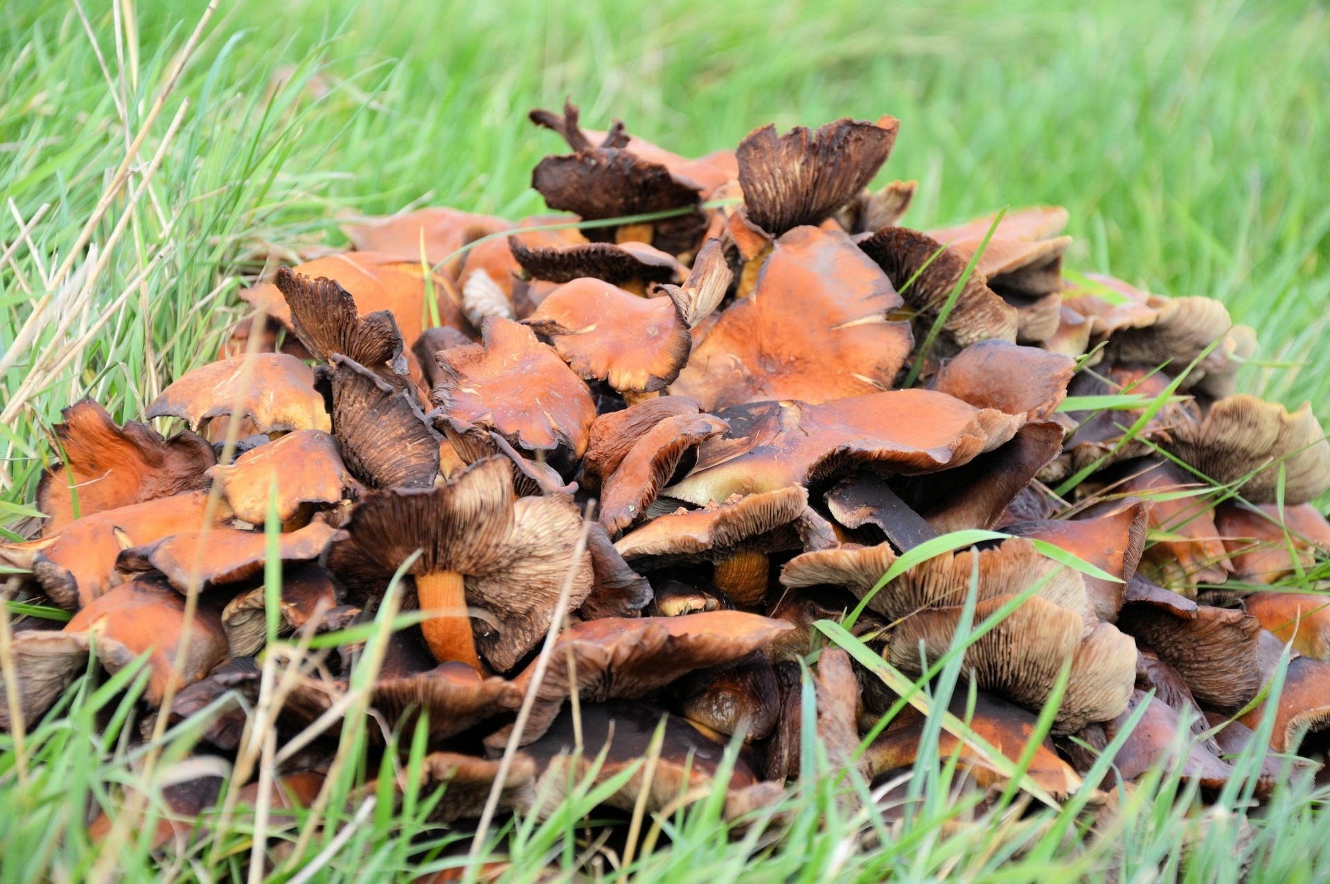 brown and orange mushrooms