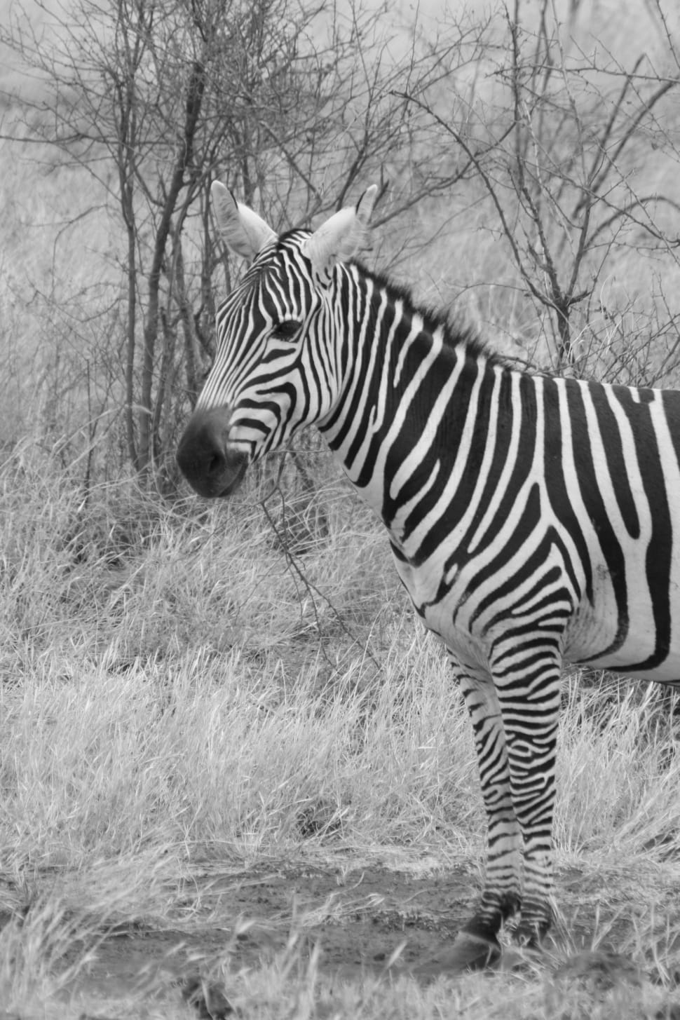 zebra animal preview