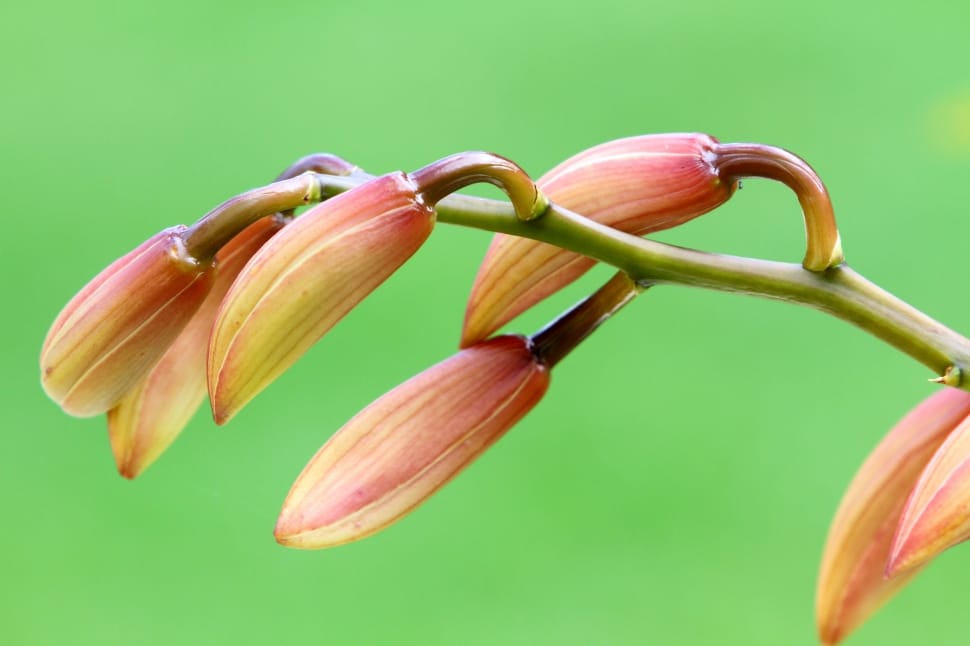 red and beige flower buds preview