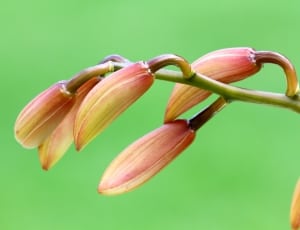 red and beige flower buds thumbnail