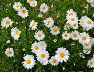 white daisy flowers thumbnail
