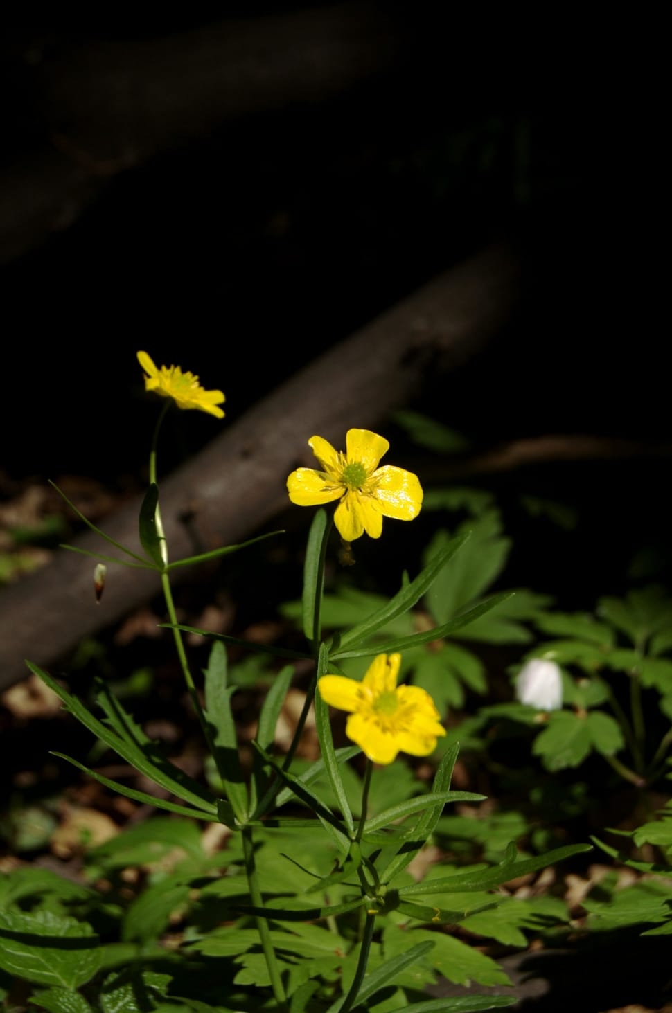yellow buttercup flower preview