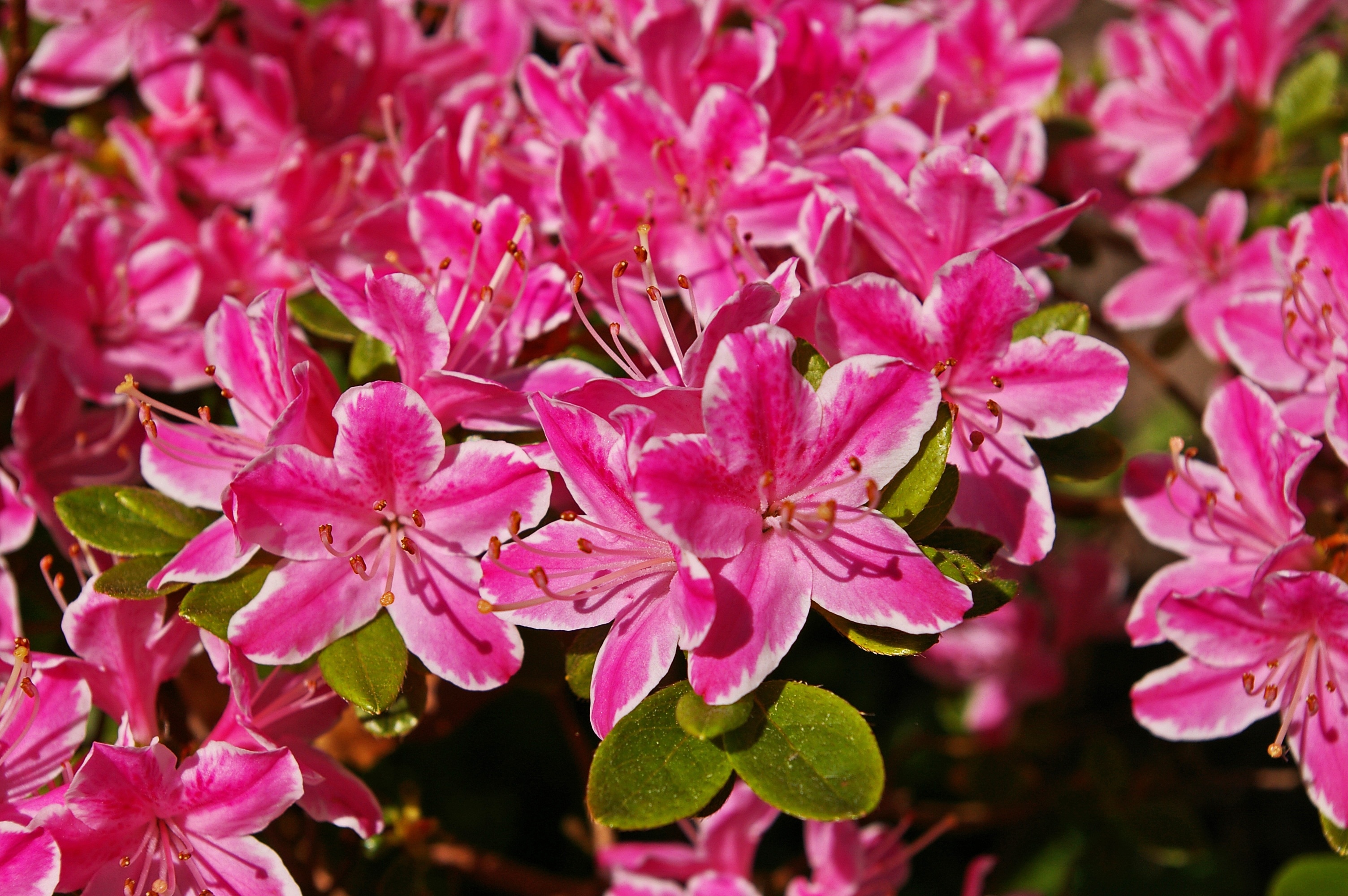 pink 5 petaled flowers