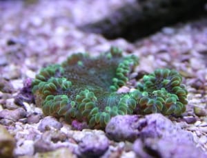sea creature underwater thumbnail