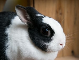 white and black rabbit thumbnail