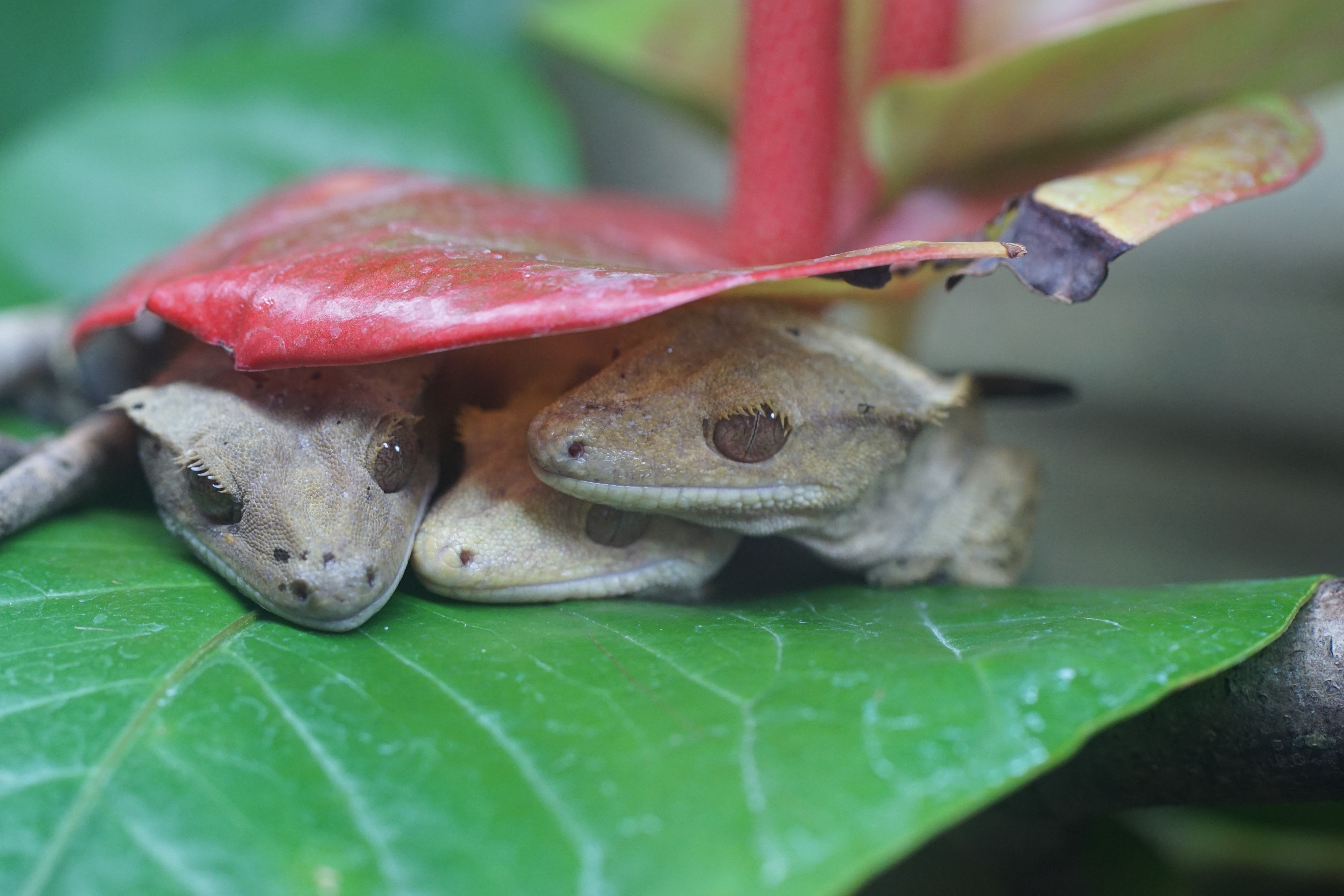 brown lizards under red leaf