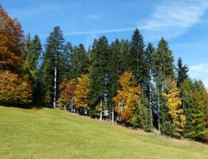 pine trees field at daytime thumbnail