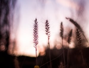 shallow focus photography of dandelion under white sky thumbnail