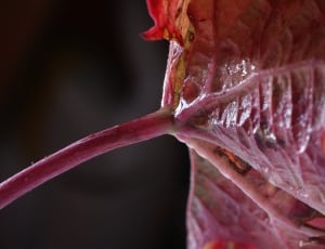 pink leaf thumbnail