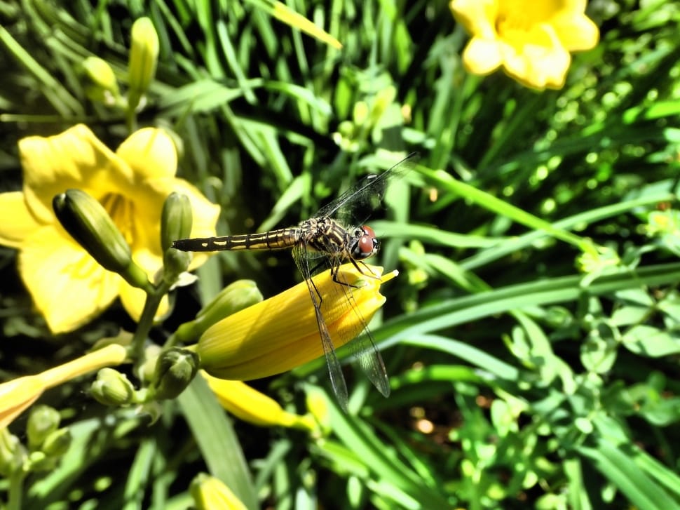 macro shot of black dragonfly on top of yellow flower during day time preview
