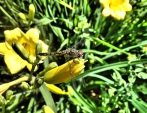 macro shot of black dragonfly on top of yellow flower during day time thumbnail