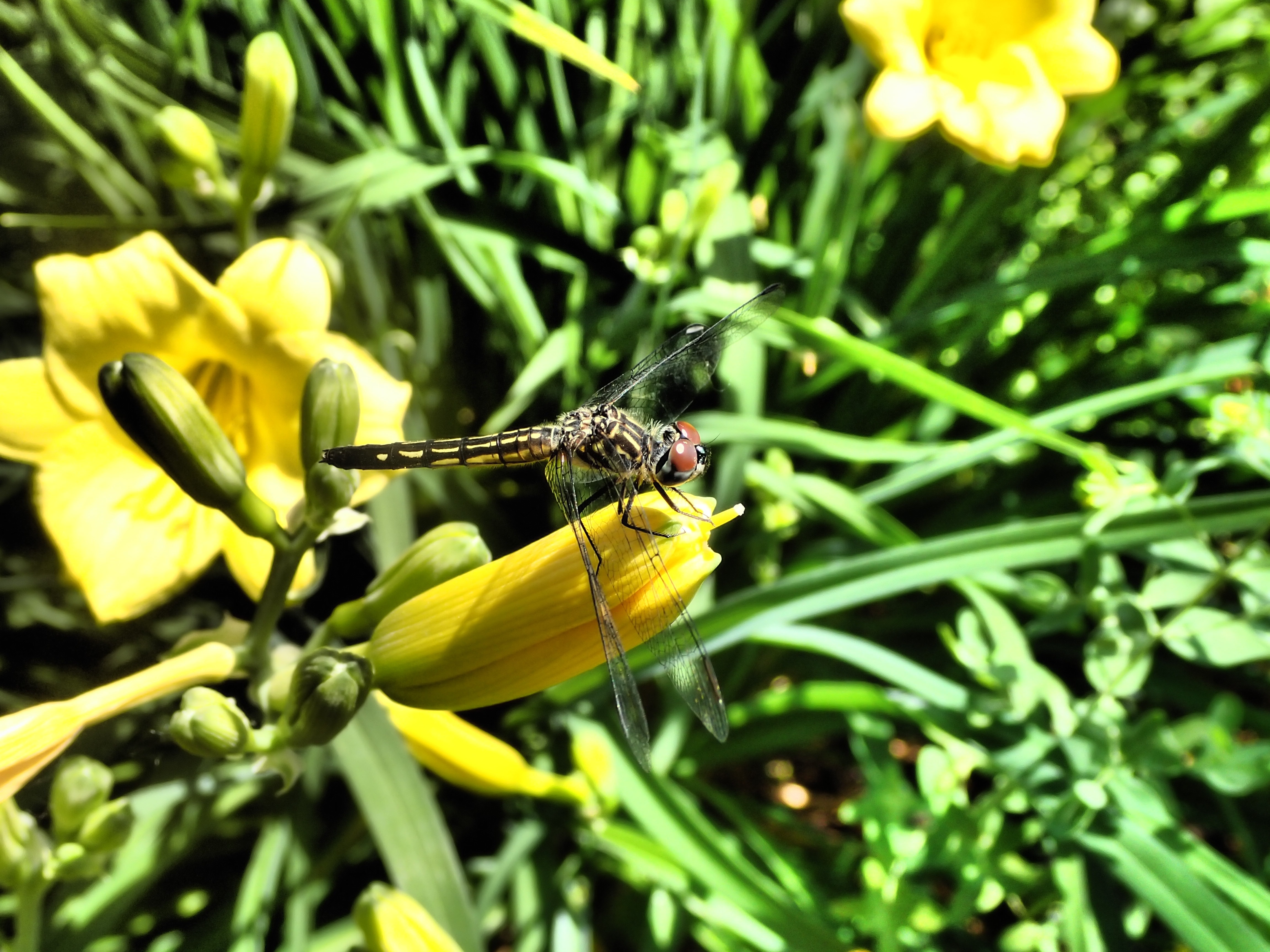 macro shot of black dragonfly on top of yellow flower during day time