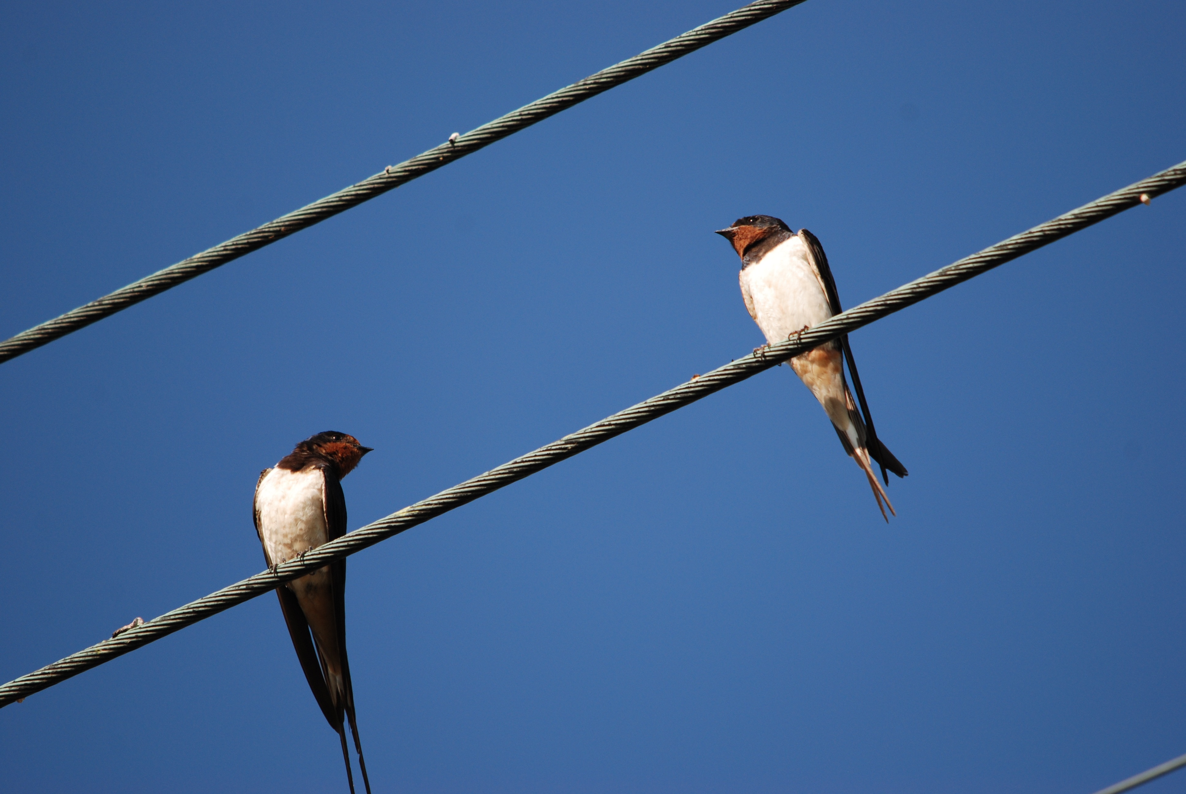 2 brown and white birds