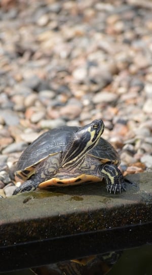 black and yellow turtle thumbnail